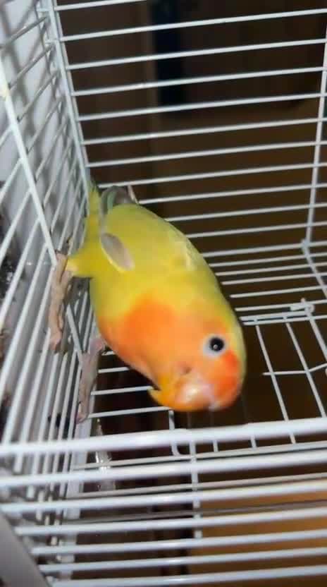 Lovebirds birds for sale: mixed  - Video 1