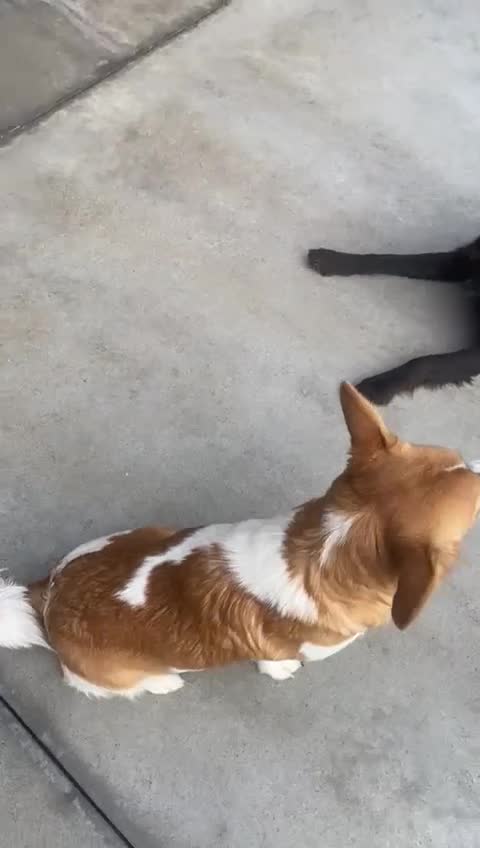 Mixed Breed dogs for adoption: Dewey. 1.5 yrs approx. Available for adoption. - Video 2