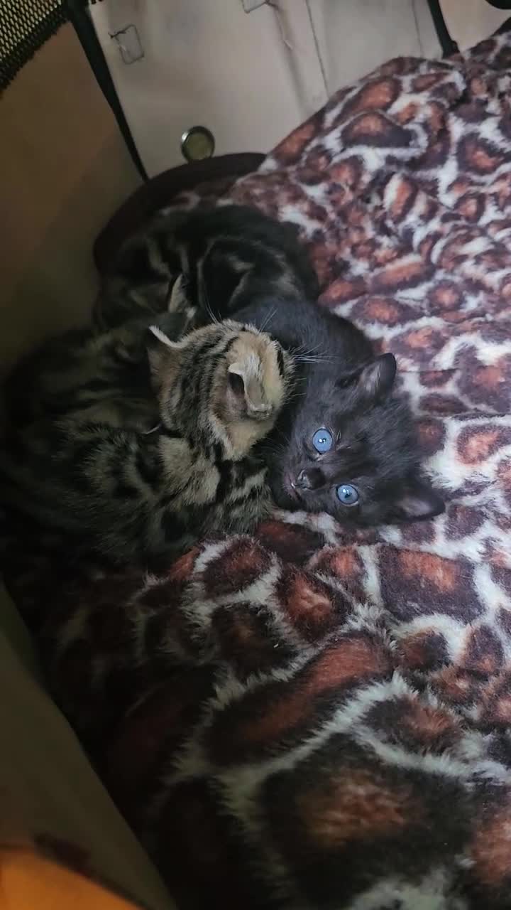 Mixed Breed cats for sale: Stunning Bombay Cross Kittens – Trained & Playful - Video 1