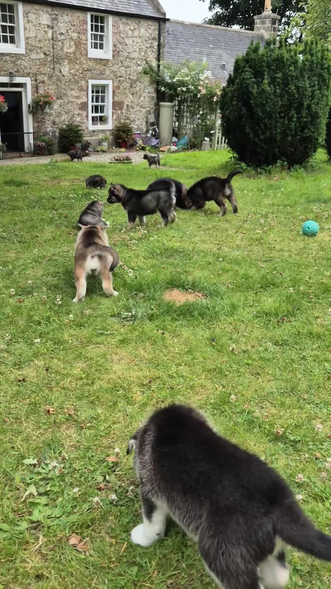 Northern Inuit dogs for sale: Last boy available from health tested parents - Video 1