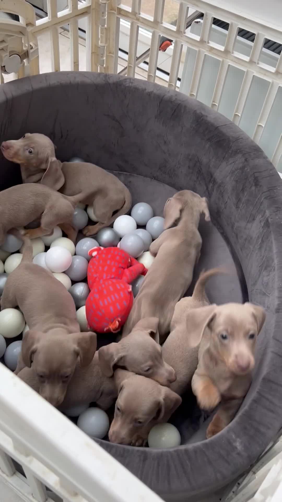 Dachshund dogs for sale: Miniature short hair dachshund  - Video 1