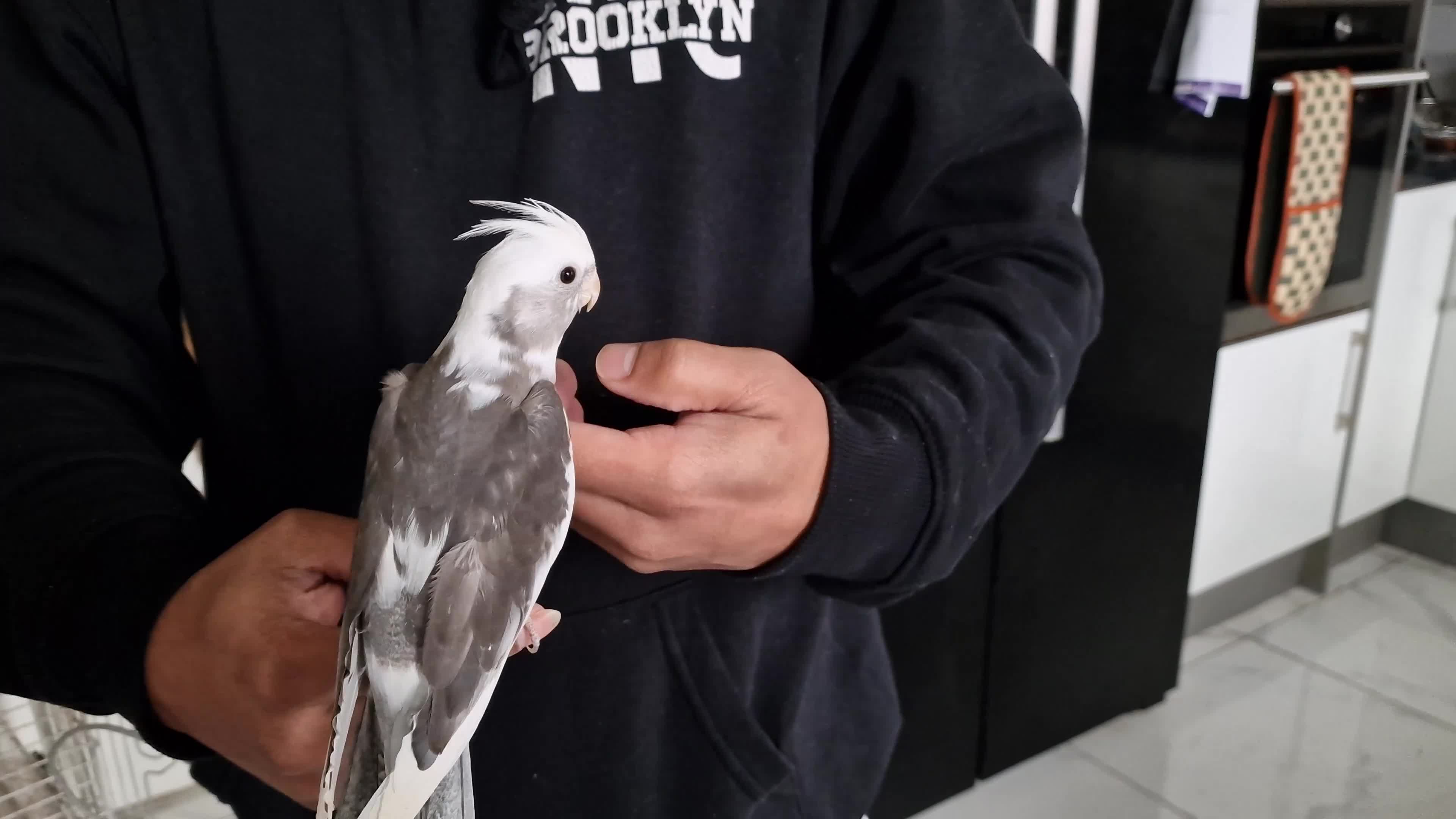 Cockatiels birds for sale: Super Tamed baby Cockatiel for sale  - Video 1