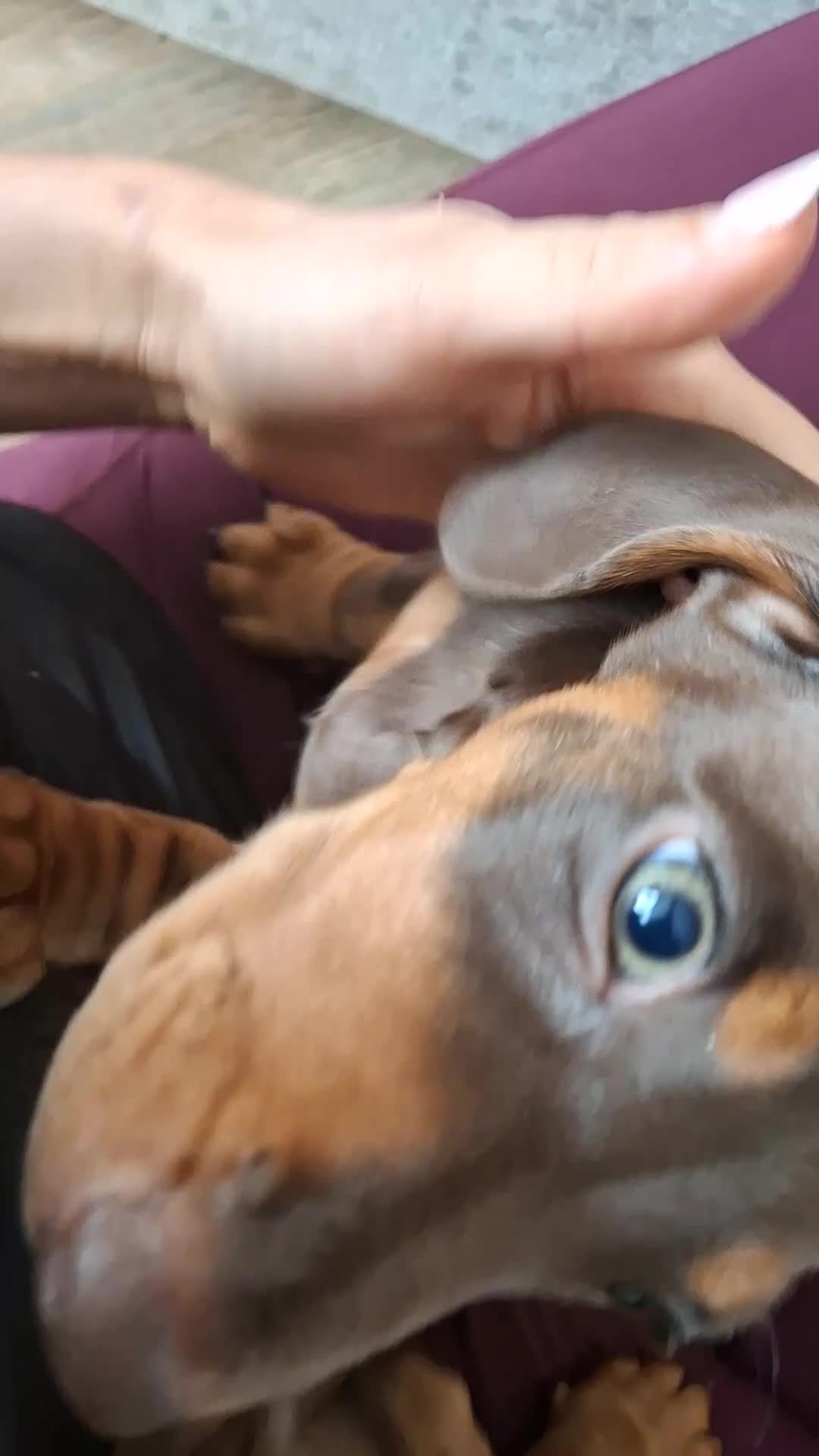 Miniature Dachshund dogs for sale: Miniature Dachshund puppies  - Video 1