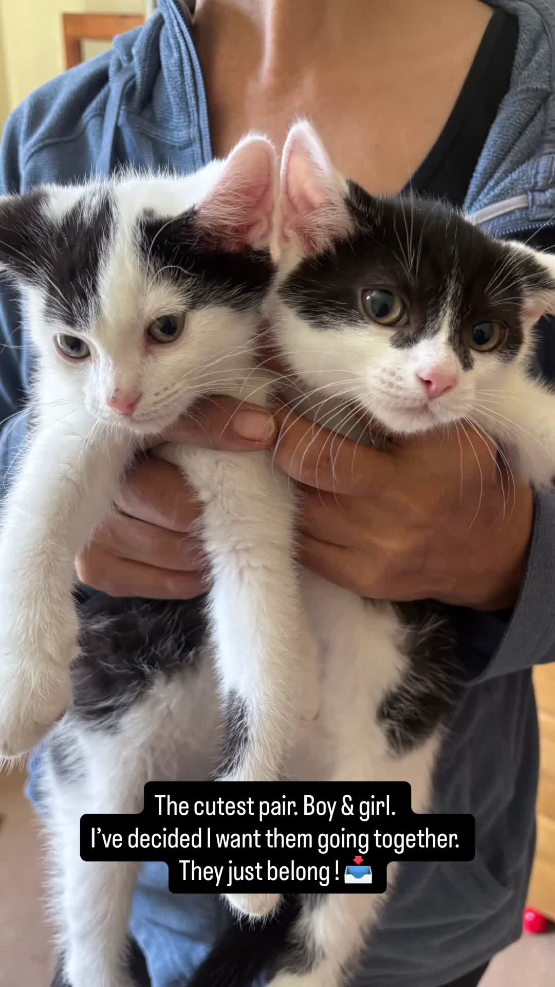 Mixed Breed cats for sale: 3 kittens for sale  in Leicester - Video 1