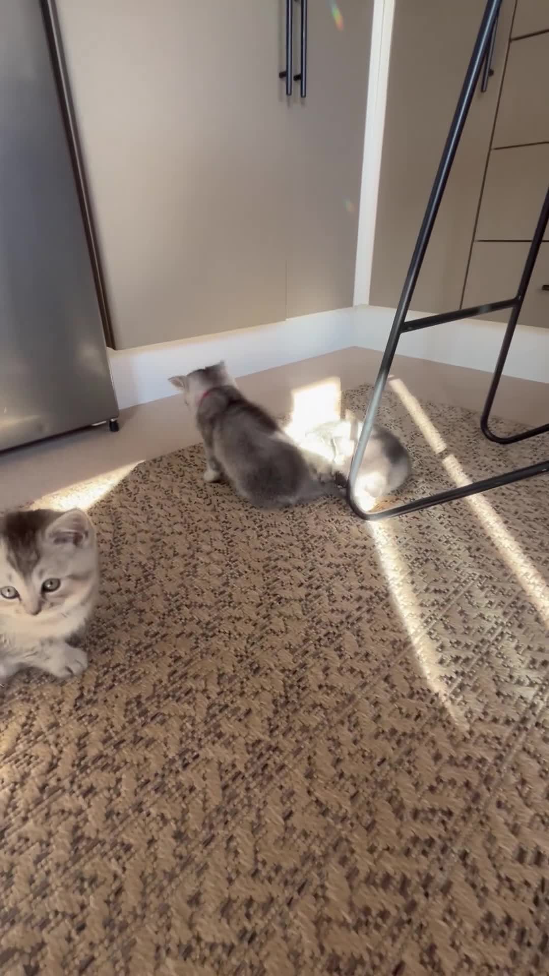 Scottish Fold cats for sale: Little buddies ready forever home  - Video 3