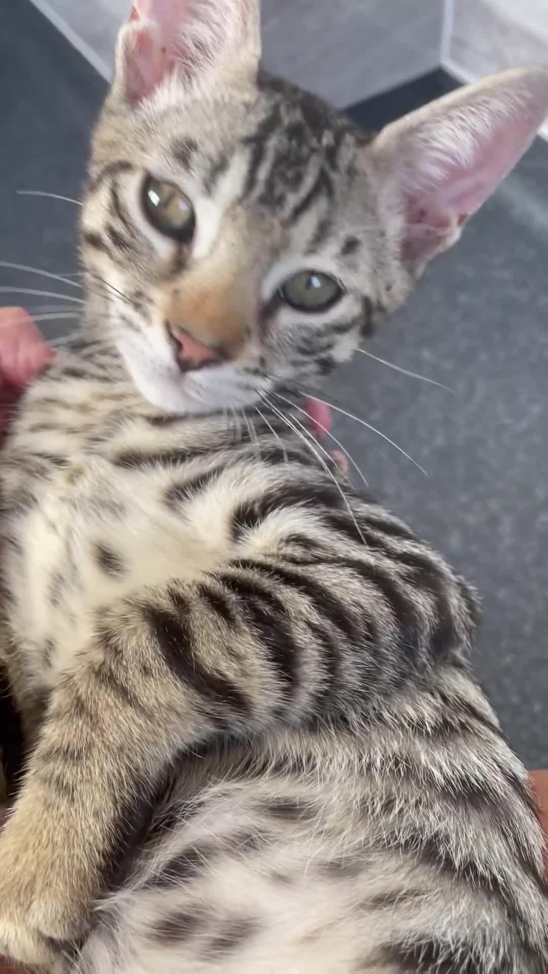 Bengal cats for sale: ♥️IAM ❤️WATCH ALL MY VIDEOS👀FOR MUMMY OR DADDY ❤️ - Video 3