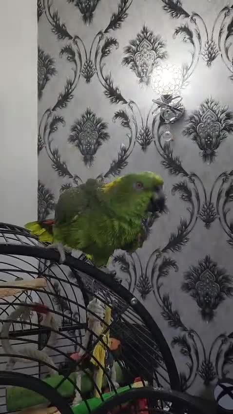 Budgerigars birds for sale: Tame yellow nape amazon for sale! - Video 3