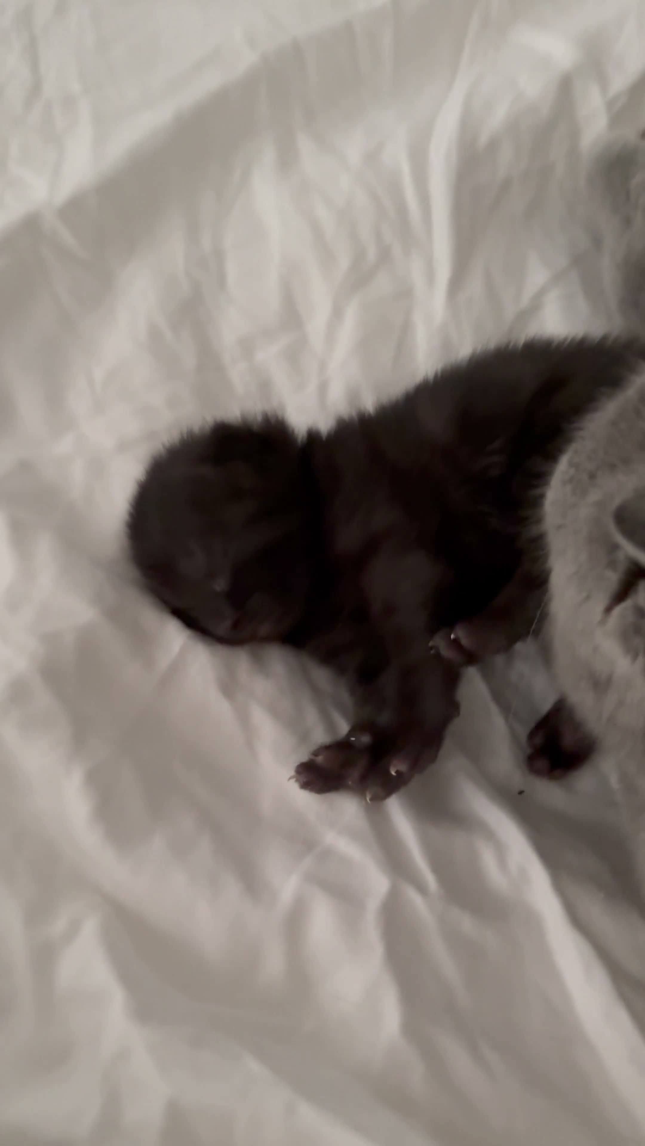 Mixed Breed cats for sale: 3 Adorable Scottish Fold Cross Kittens - Video 2