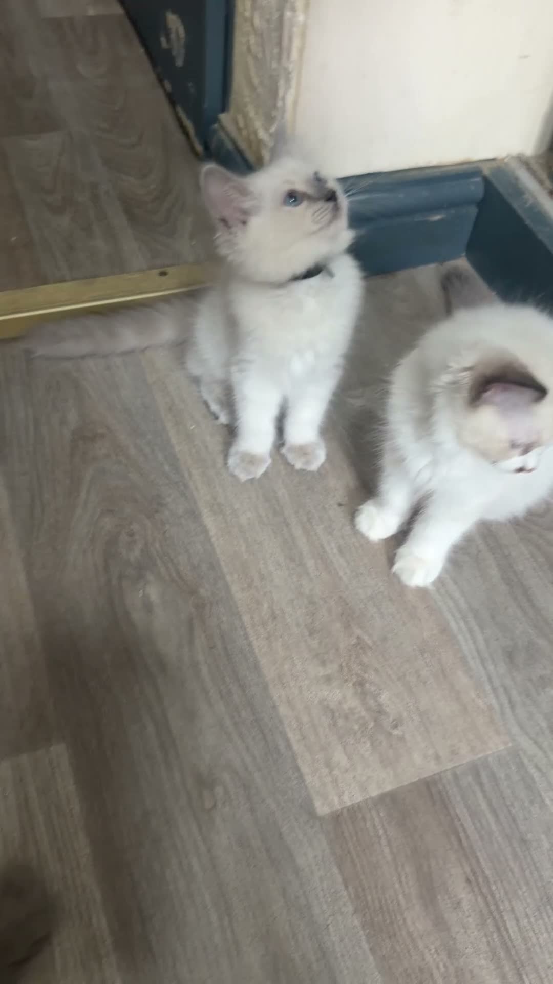 Ragdoll cats for sale: Ragdoll kitten  - Video 1