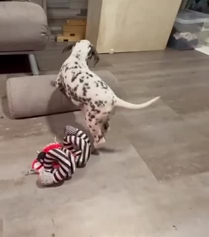 Dalmatian dogs for sale: KC Reg Dalmatian Puppies Black & Liver Ready Now - Video 4