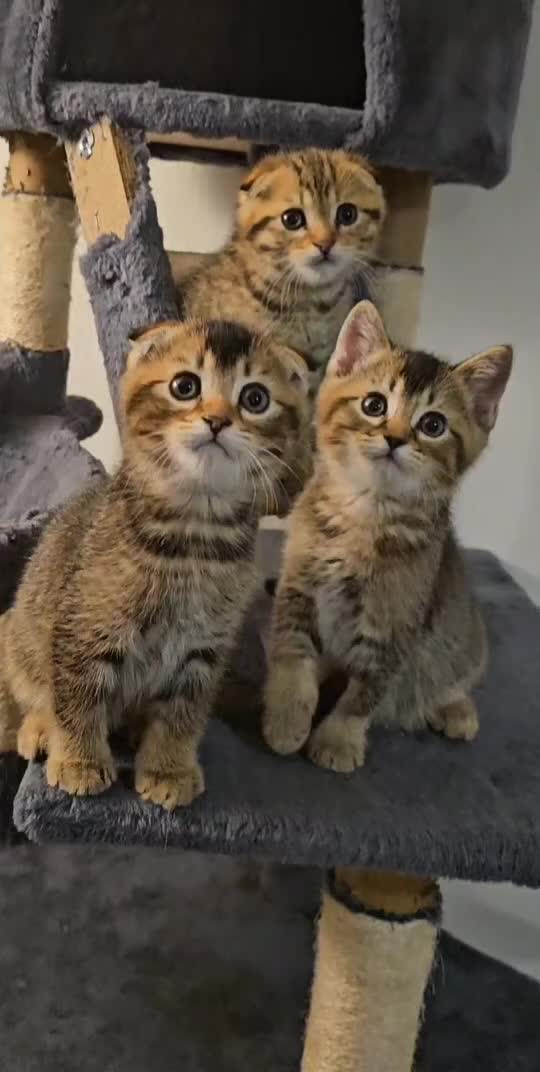 Scottish Fold cats for sale: Beautiful Scottish fold/straight ears kittens 😸  - Video 1