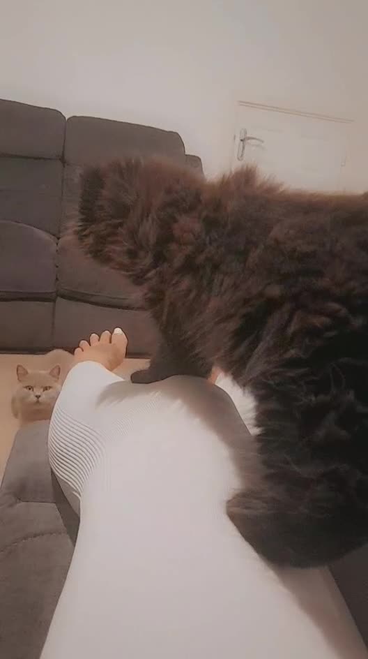 British Longhair cats for sale: British longhair male kitten - Video 2