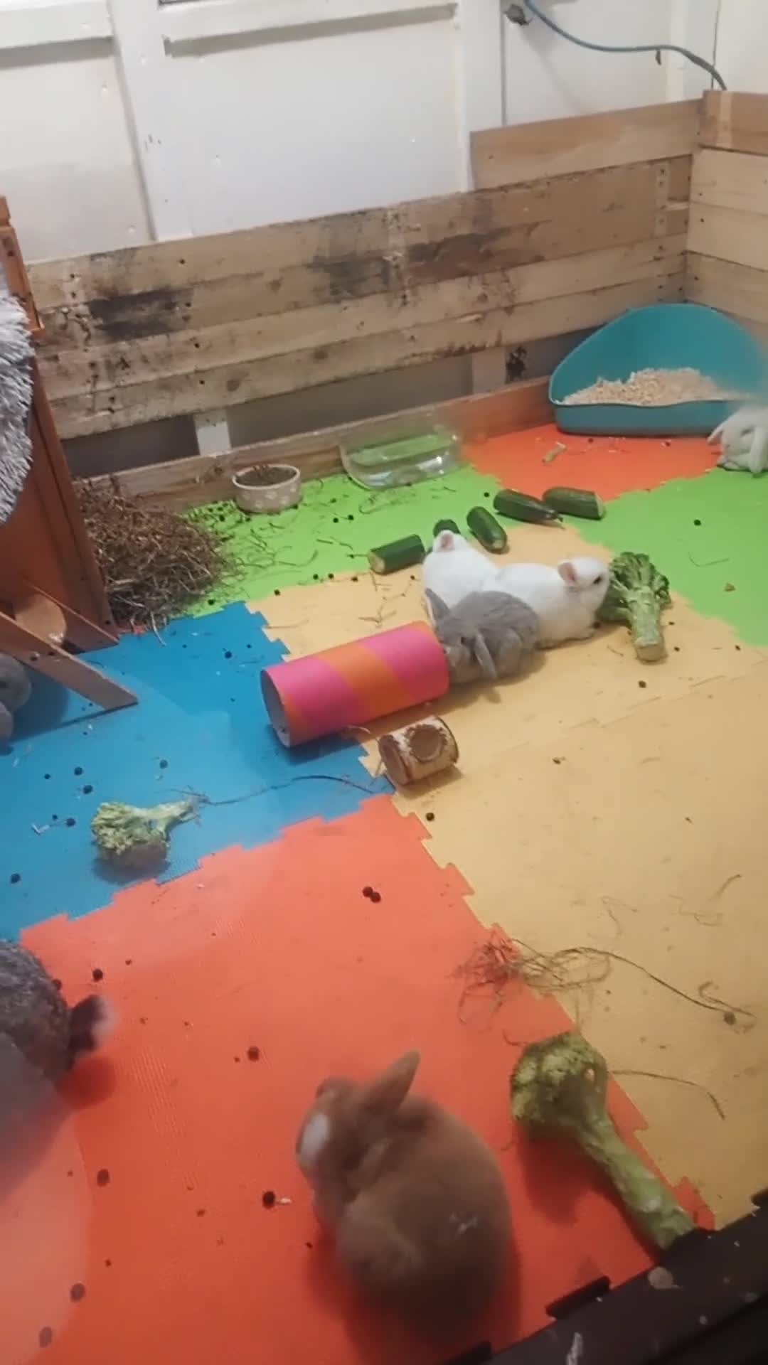 Mini Lop rabbits for sale: Pure bread mini lops  - Video 1