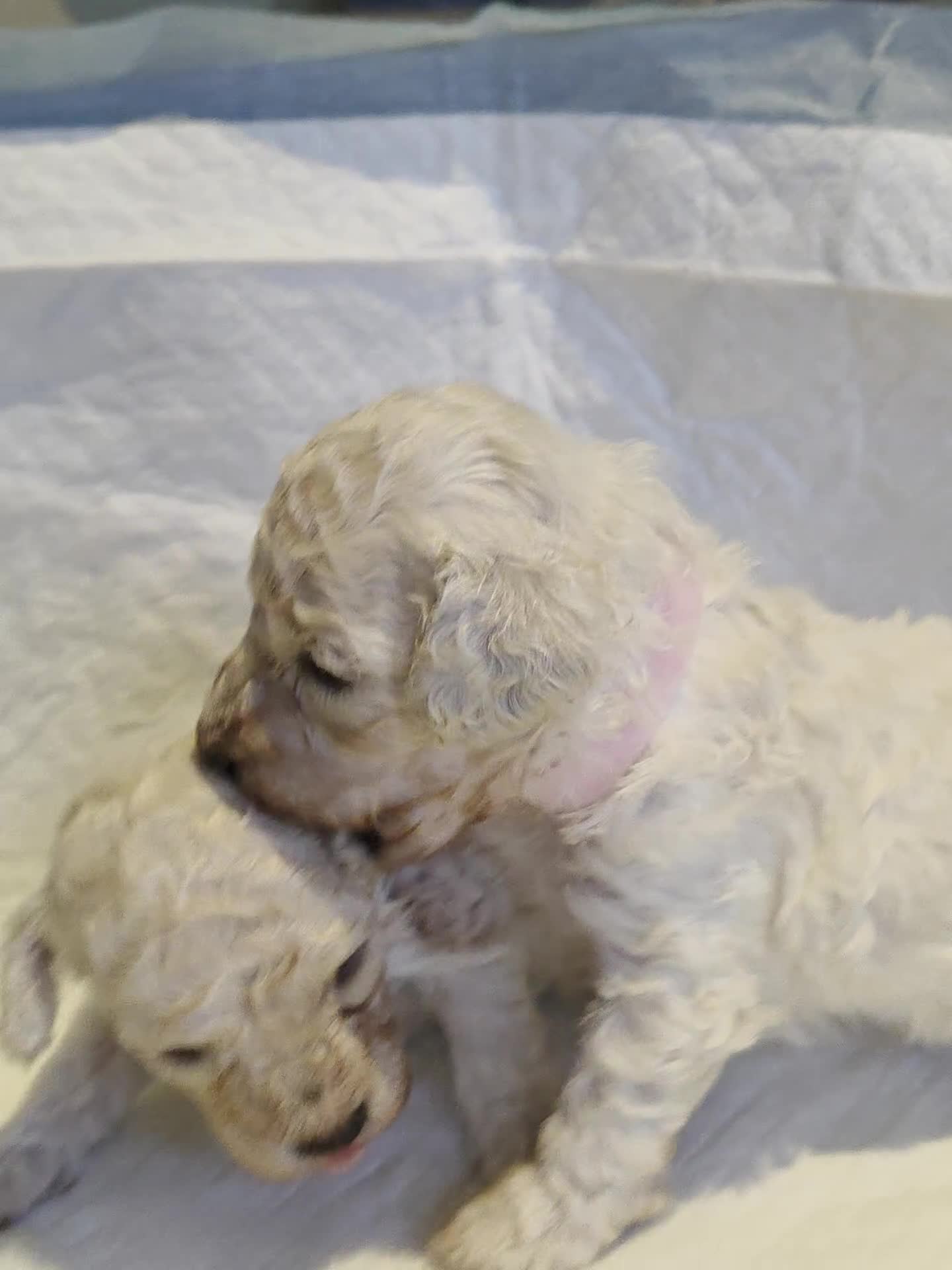 Toy Poodle dogs for sale: Exceptional toy poodles RESERVE LIST NOW OPEN! - Video 1