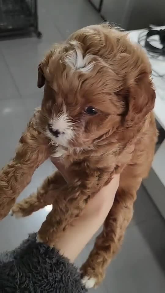 Cavapoo dogs for sale: Beautiful F1 Cavapoo girl  - Video 1