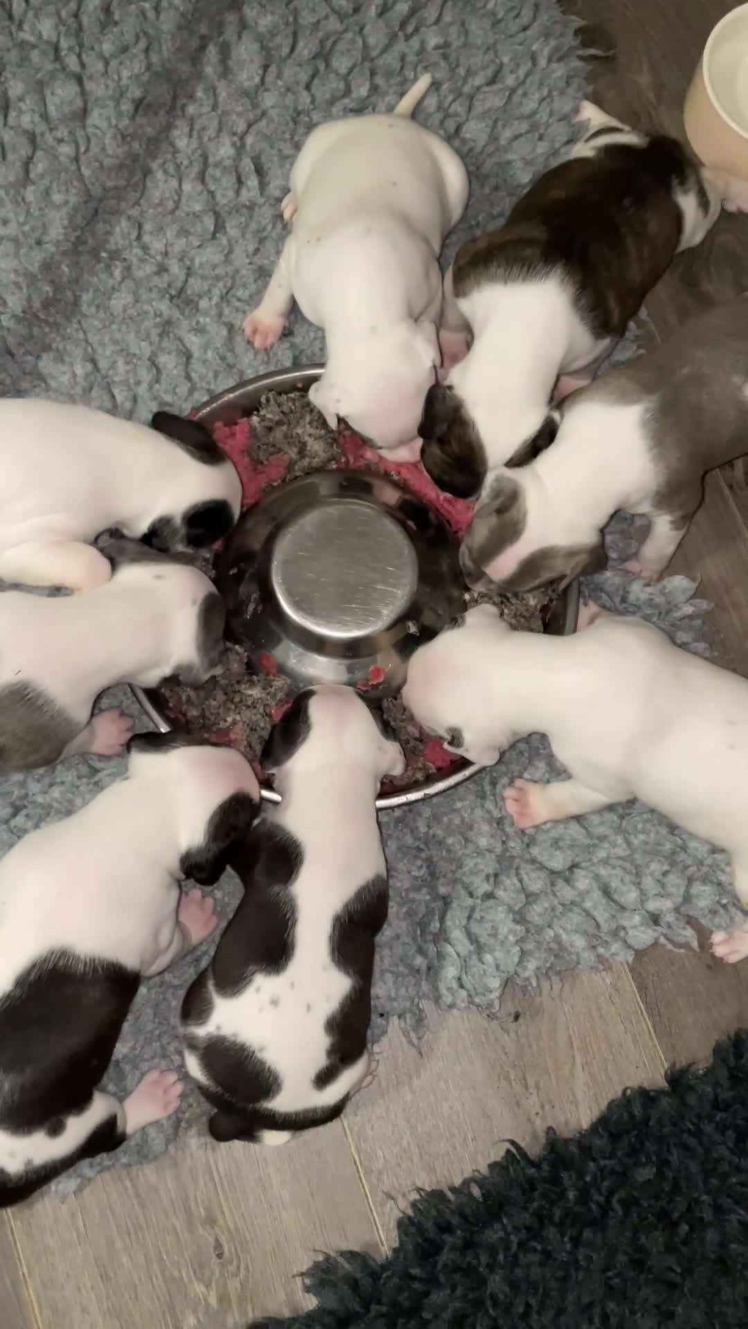 Staffordshire Bull Terrier dogs for sale: Lovely staff pups  - Video 1