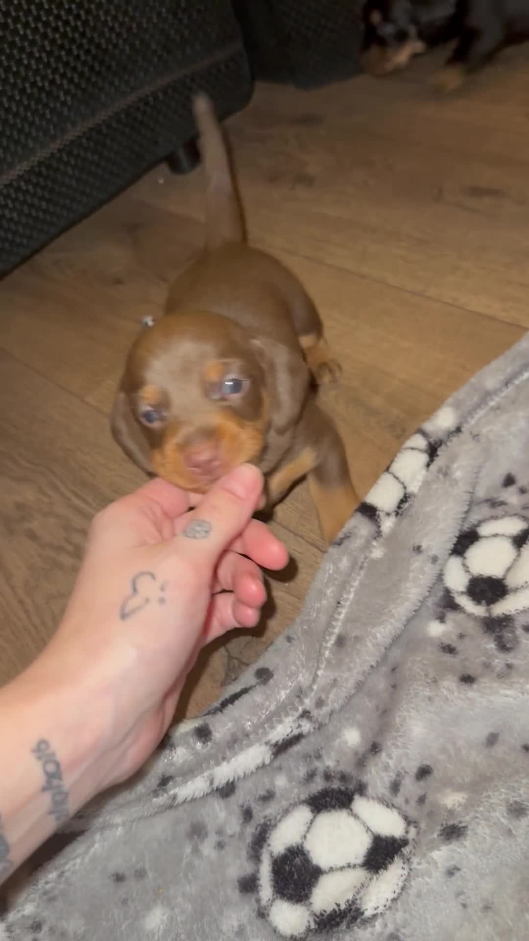 Dachshund dogs for sale: Dashound (full bread)  - Video 1