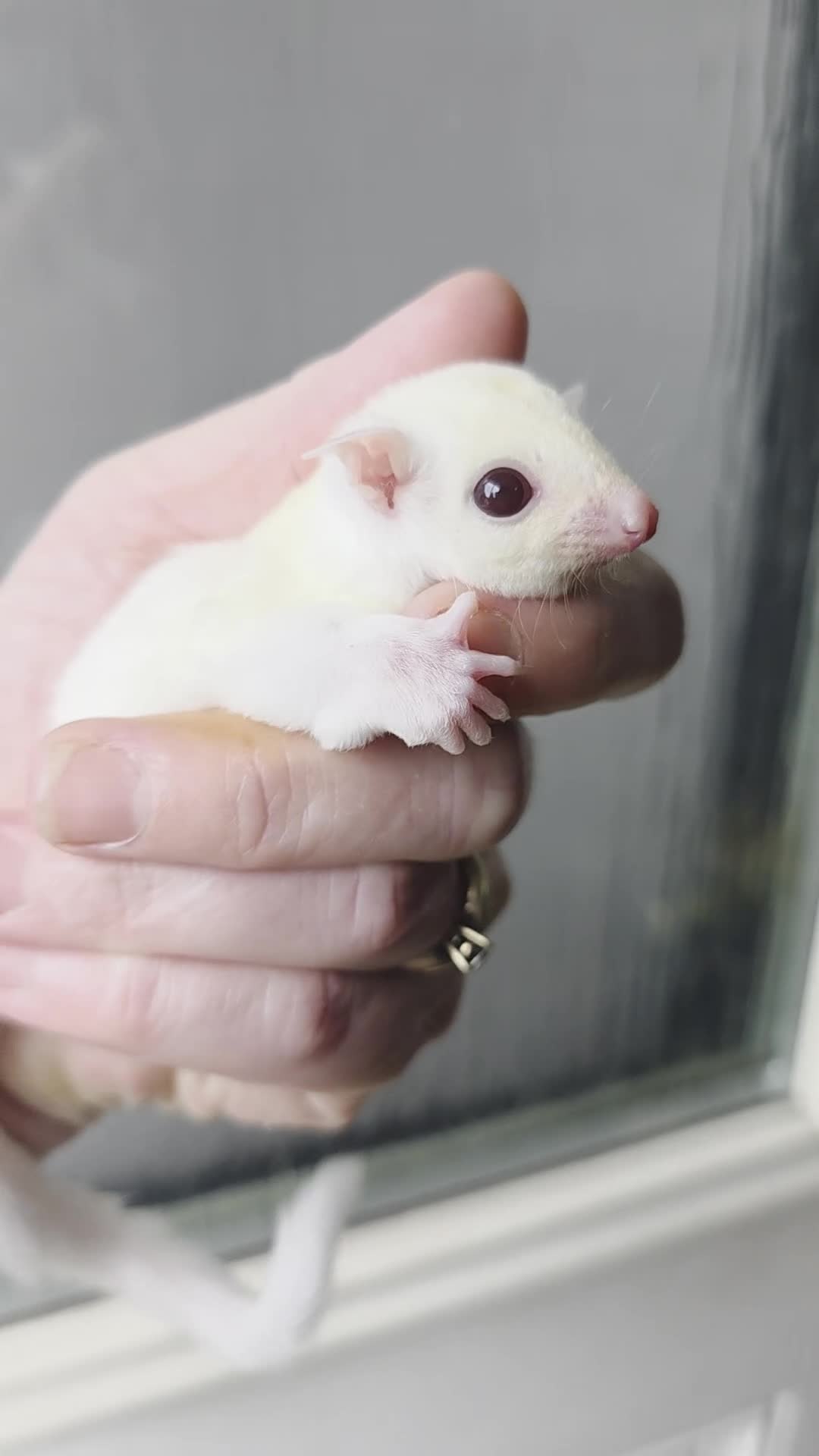 Sugar Glider rodents for sale: SOLD Rare male ruby leu sugar glider - Video 1