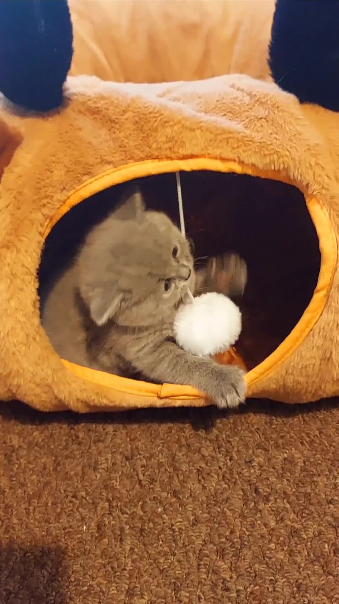 British Shorthair cats for sale: ⭐️ Exceptional GCCF registered kittens ⭐️ in Abertillery - Video 1