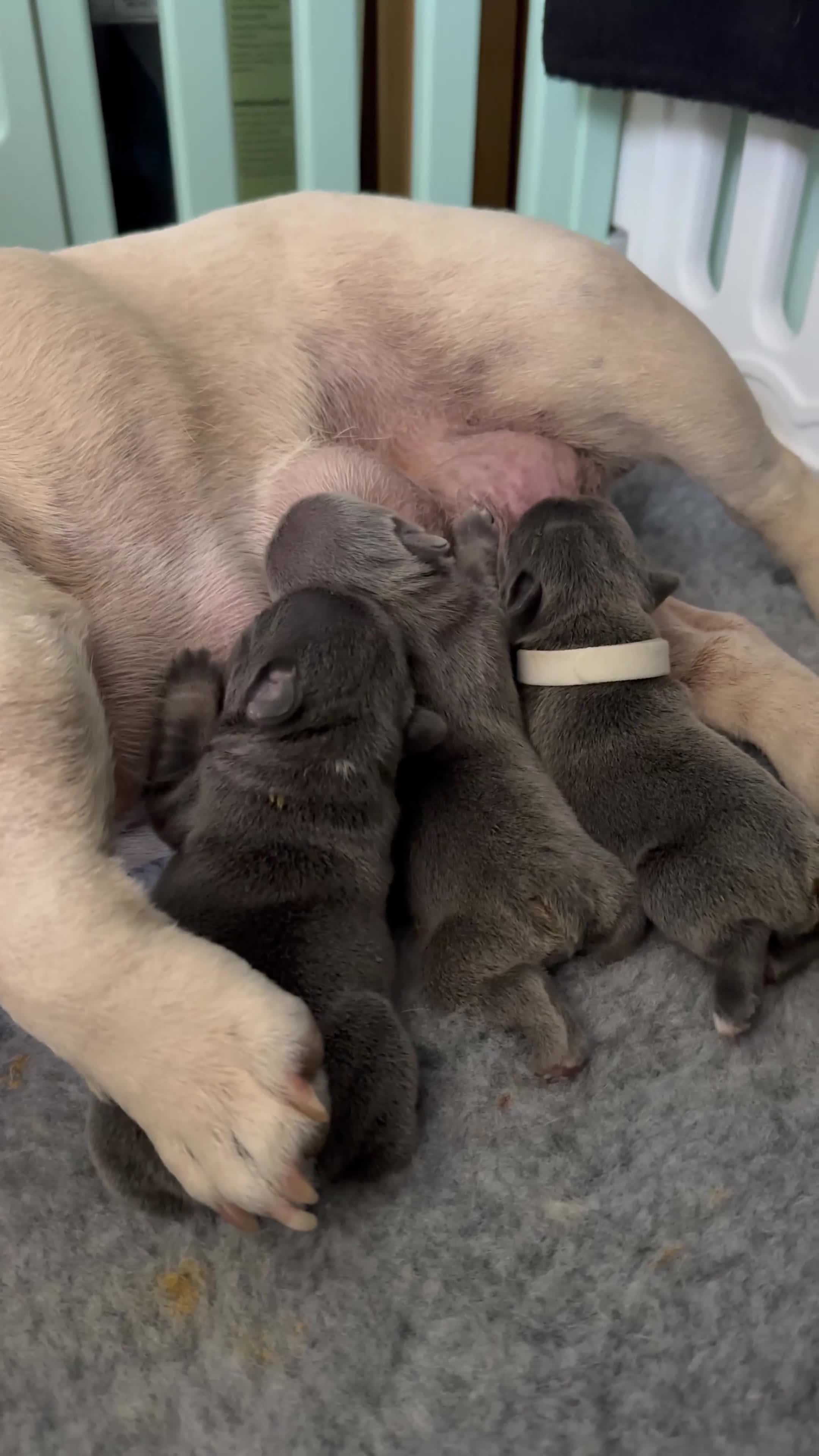 French Bulldog dogs for sale: Blue French bulldog pups  in Wirral - Video 2
