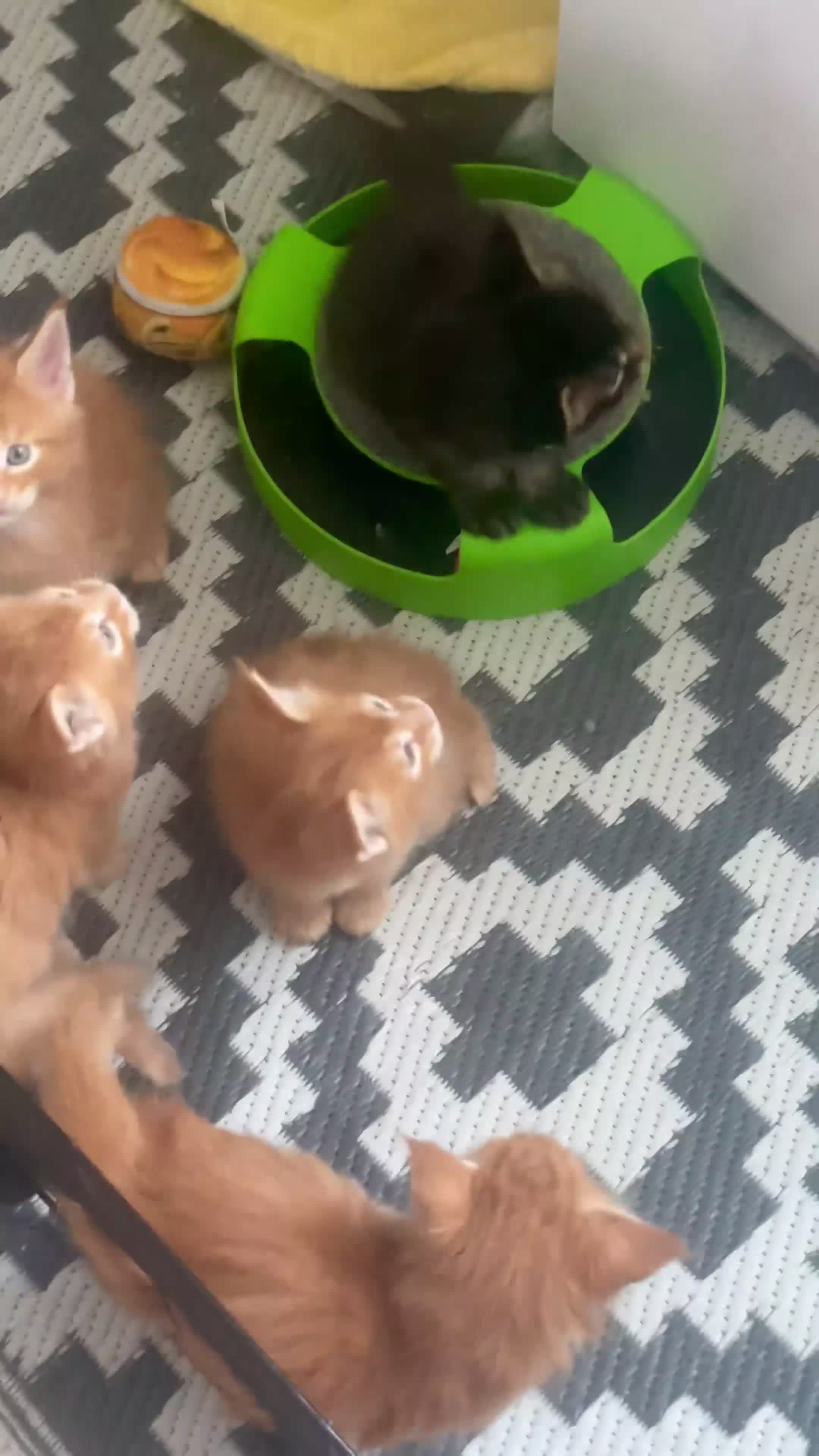 Maine Coon cats for sale: Maine Coon Kittens – Ready 18th October 🏡 - Video 1