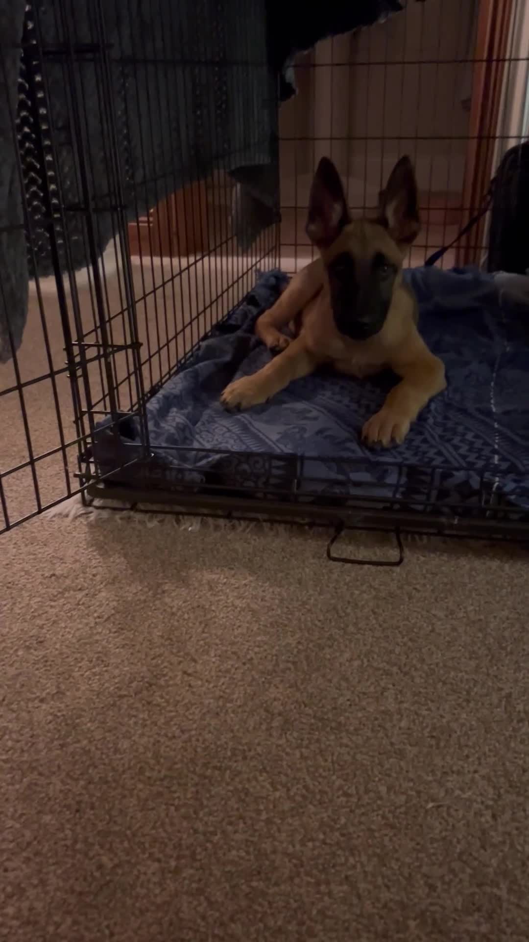 Belgian Shepherd Dog dogs for sale: 14 week old Belgium Malinois x Dutch Herder  - Video 1