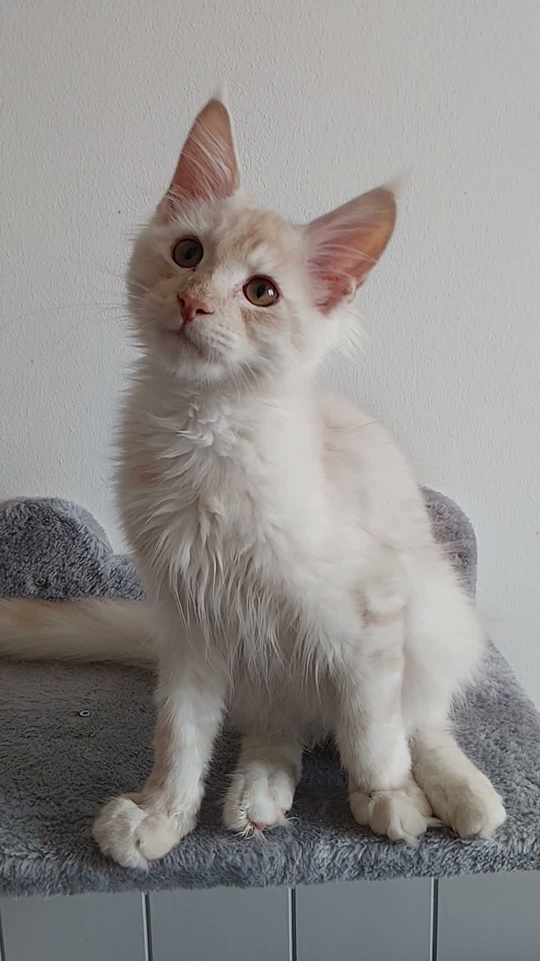 Maine Coon cats for sale:  RARELY LION KING - Video 1