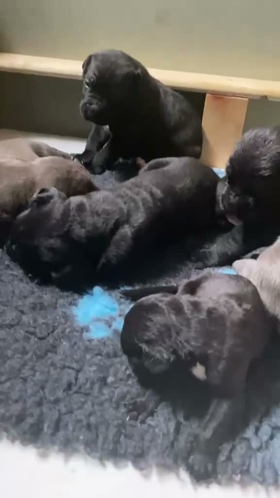 Mixed Breed dogs for sale: Beautiful Cane Corso Puppy  in London - Video 3