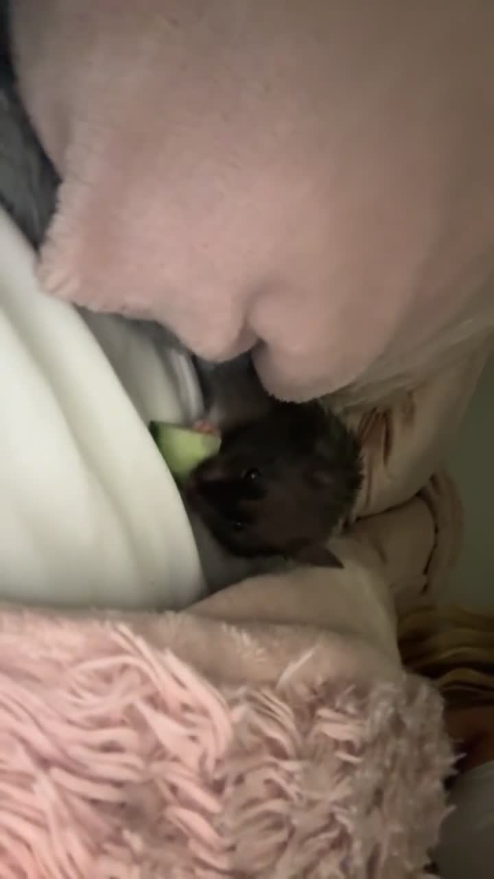 Hamster rodents for sale: Syrian Black And White Fluffy Hamster - Video 1