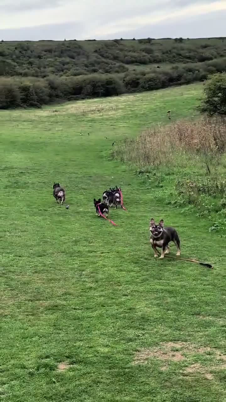 French Bulldog dogs for sale: Last 3 Gorgeous Female Frenchie Pups - Video 4