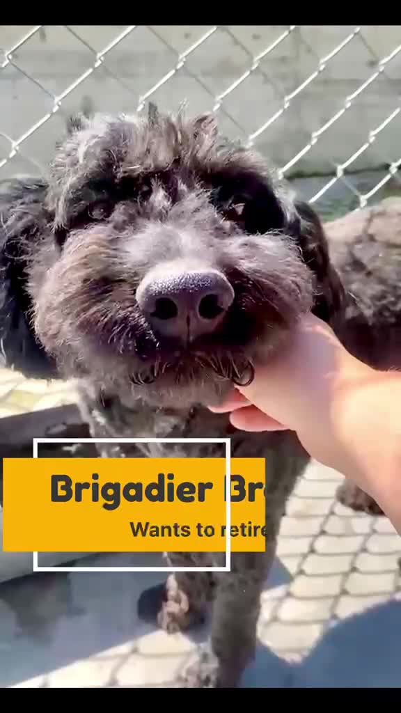 Mixed Breed dogs for adoption: Brogan, 8 yrs approx. Available for adoption. in Brixham - Video 1