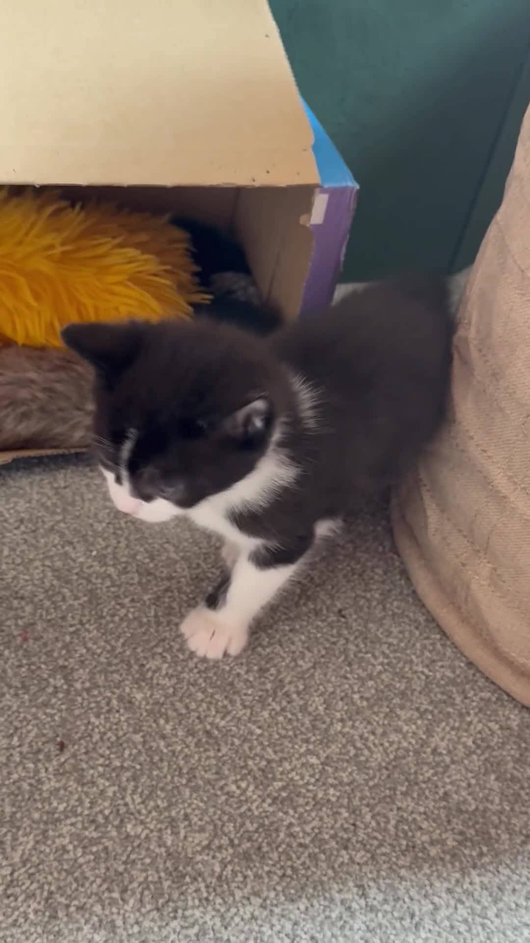 Domestic Shorthair cats for sale: Kittens ready for new homes in Burton-on-Trent - Video 1