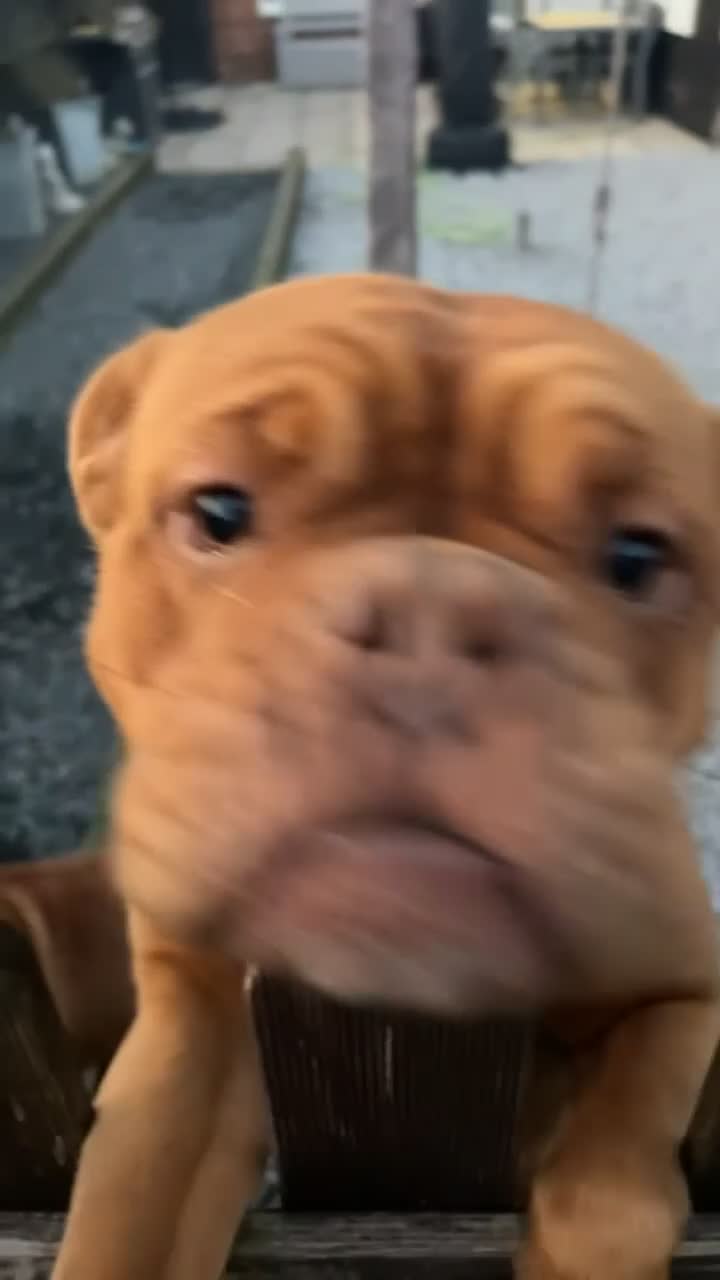 Dogue De Bordeaux dogs for sale: dogue de bordeaux (free) - Video 1