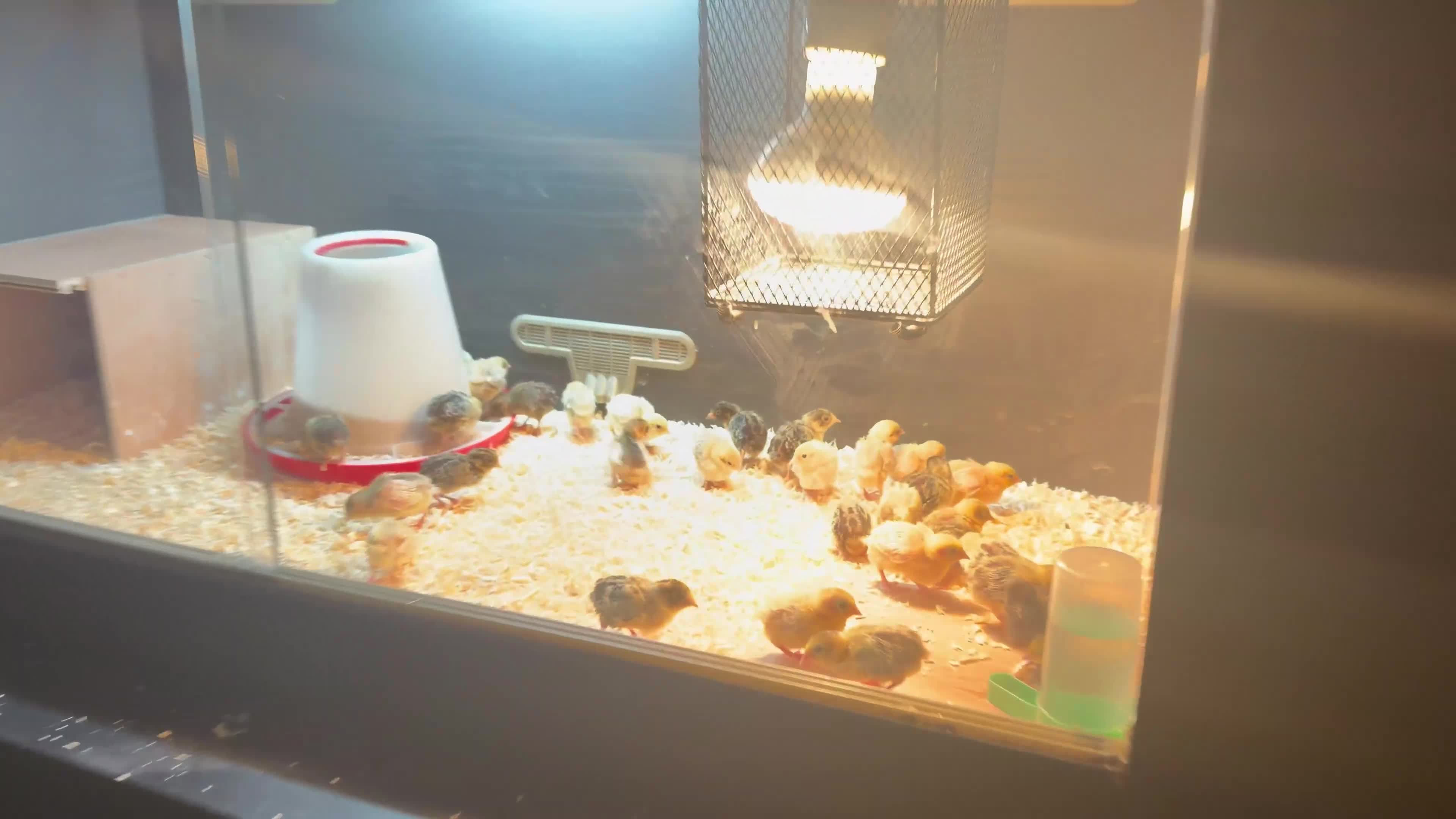 Quail poultry for sale: Chinese / button quail chicks  - Video 1