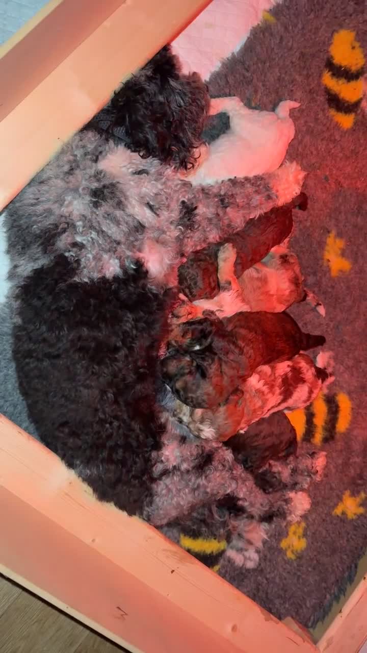 Cockapoo dogs for sale: Stunning F2b Cockapoo FULLY Health tested parents  - Video 1