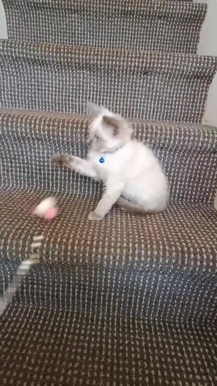 Ragdoll cats for sale: 3 male and 1 female Ragdoll cats for sale - Video 2