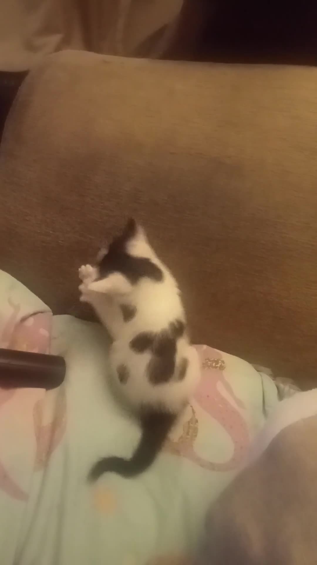 Mixed Breed cats for sale: Kittens ready for new home  - Video 1