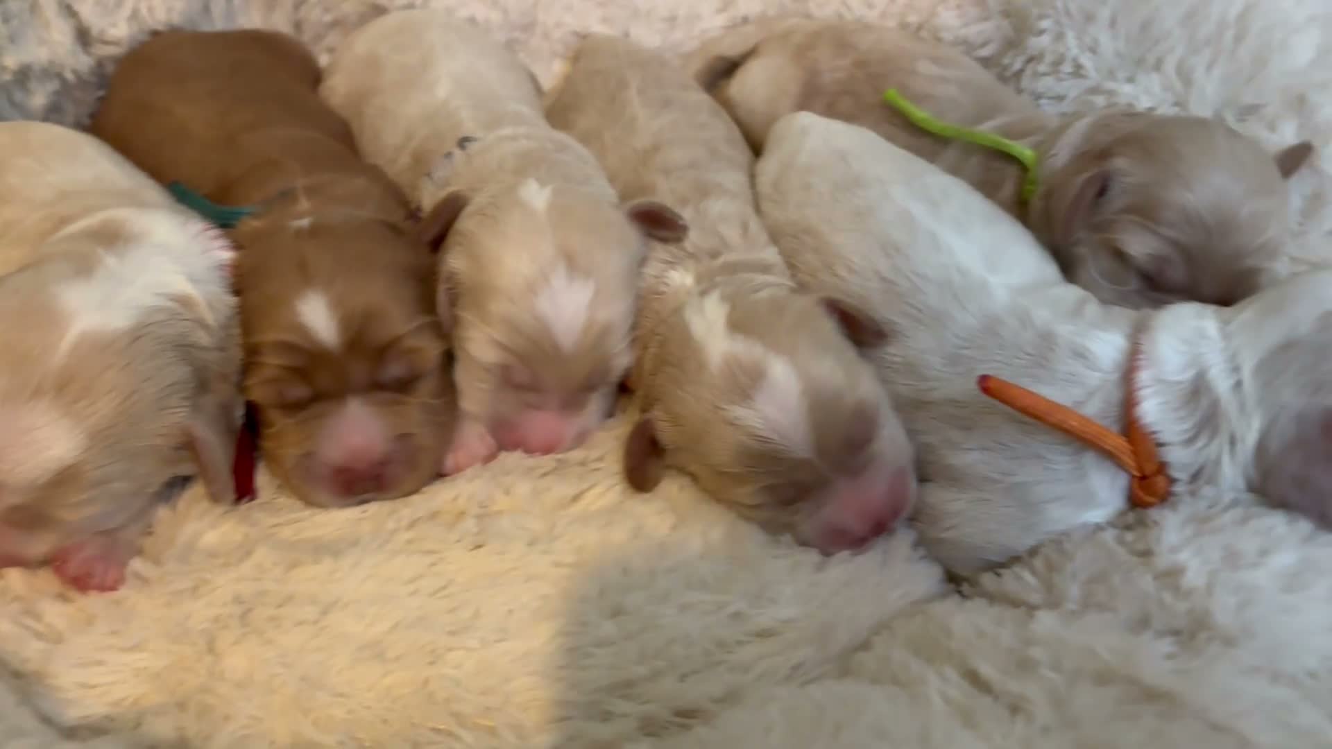 Australian Labradoodle dogs for sale: Multigen Australian Labradoodle - Video 1