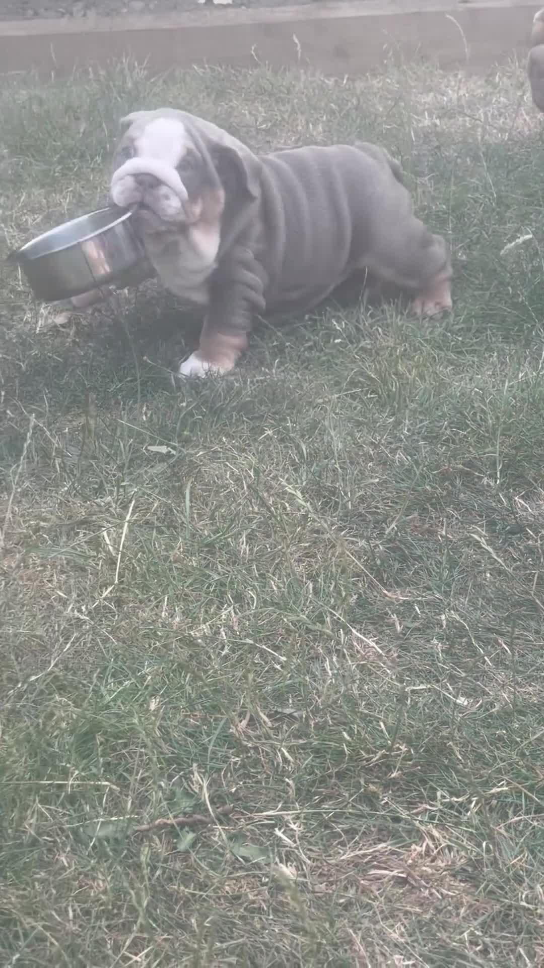 English Bulldog dogs for sale: 🐾 two females english Bulldog pups 🐾 - Video 2