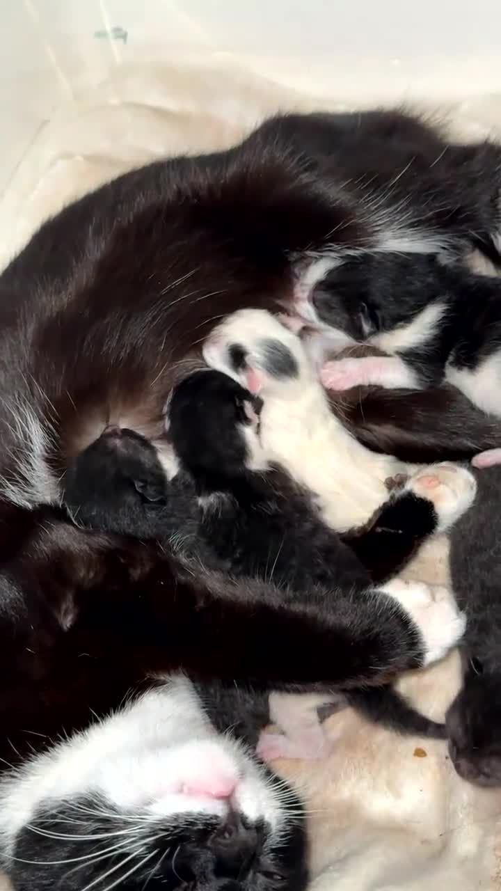 Mixed Breed cats for sale: Mother and 5 kittens  - Video 1