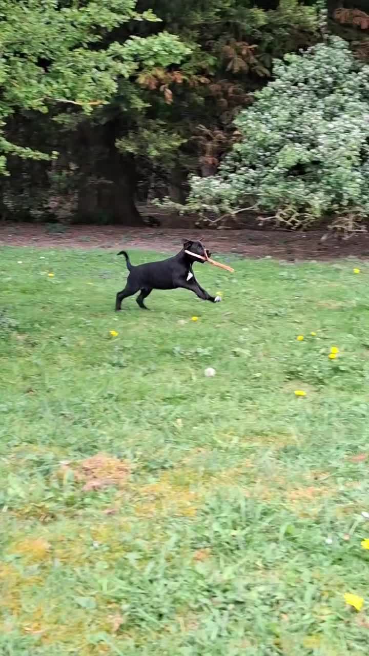 Lurcher dogs for sale: Greyhound x shepherd/collie  in Hungerford - Video 1