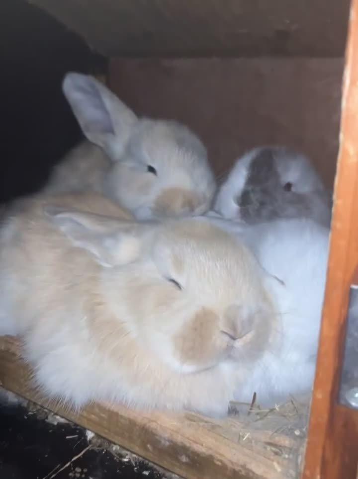 Continental Giant rabbits for sale: 3 PURE CONTINENTAL GIANT RABBITS - Video 1