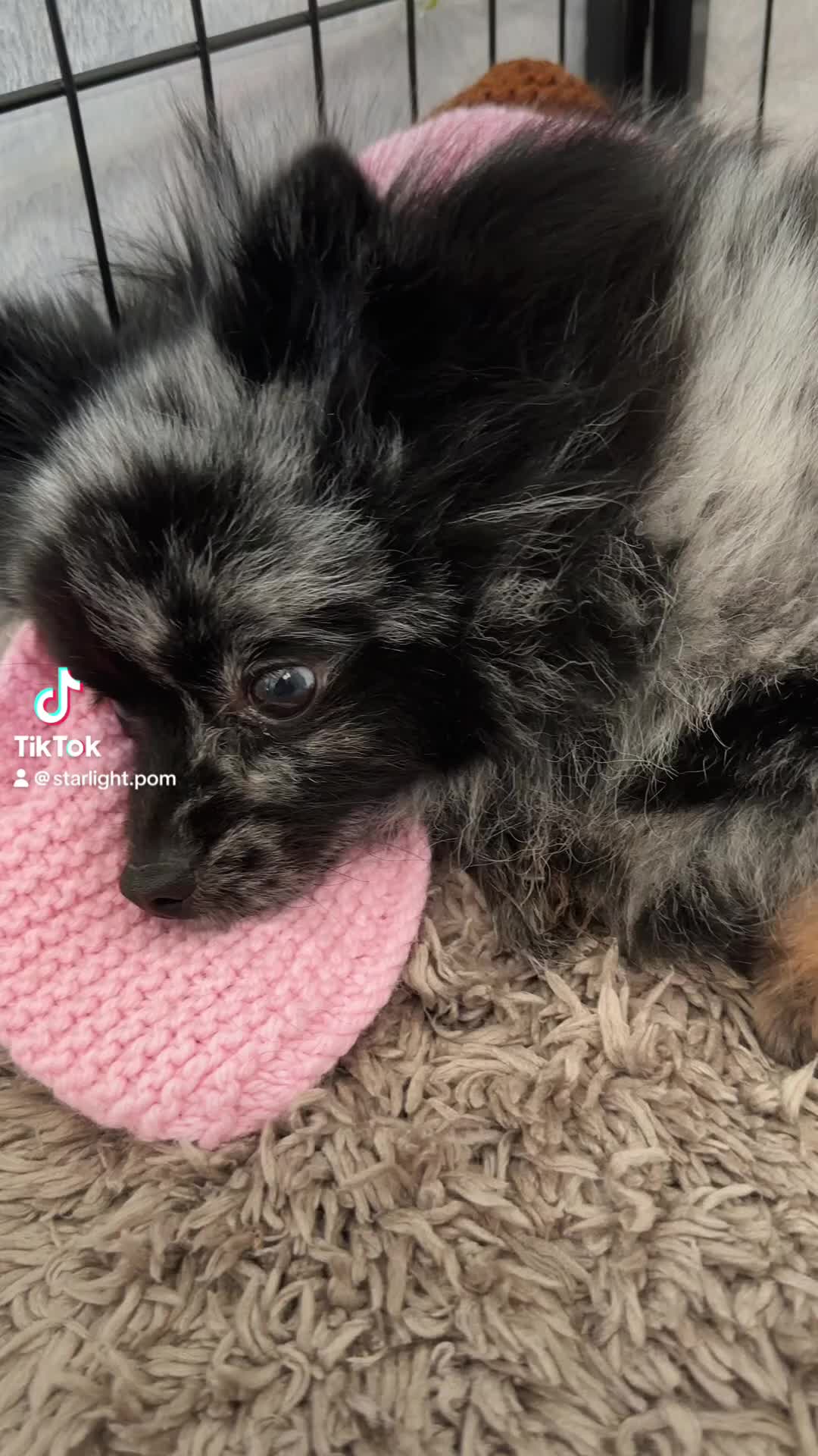 Pomeranian dogs for sale: Pomeranian Puppies looking for their forever homes - Video 1