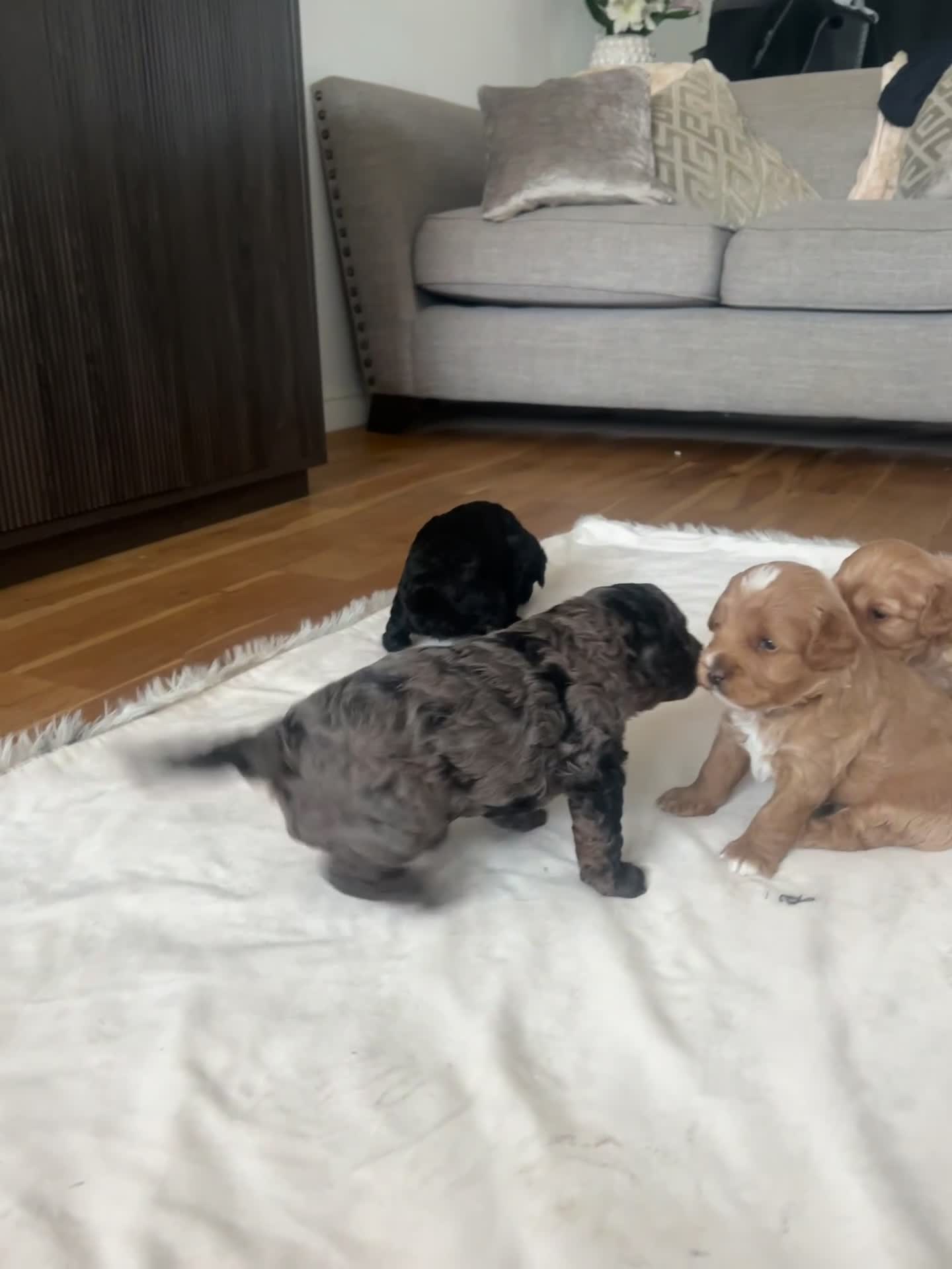 Cavapoo dogs for sale: 💕🐾 Tiny Paws, Big Heart 🐾💕Toy Cavapoo  - Video 1
