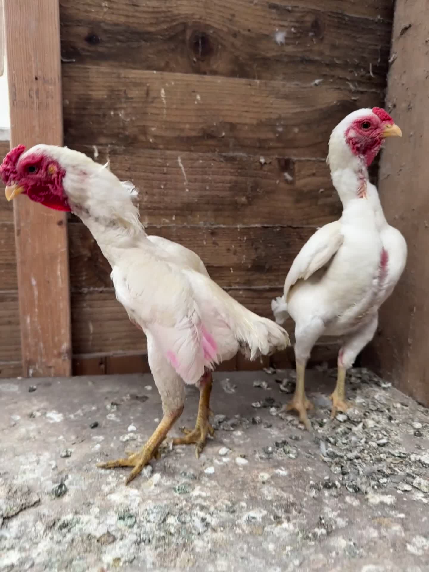 Chickens poultry for sale: Ko Shamo - Video 1