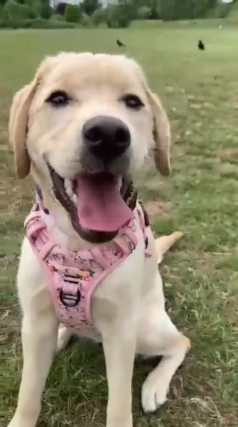 Labrador Retriever dogs for sale: Six month old Labrador Retriever  - Video 1
