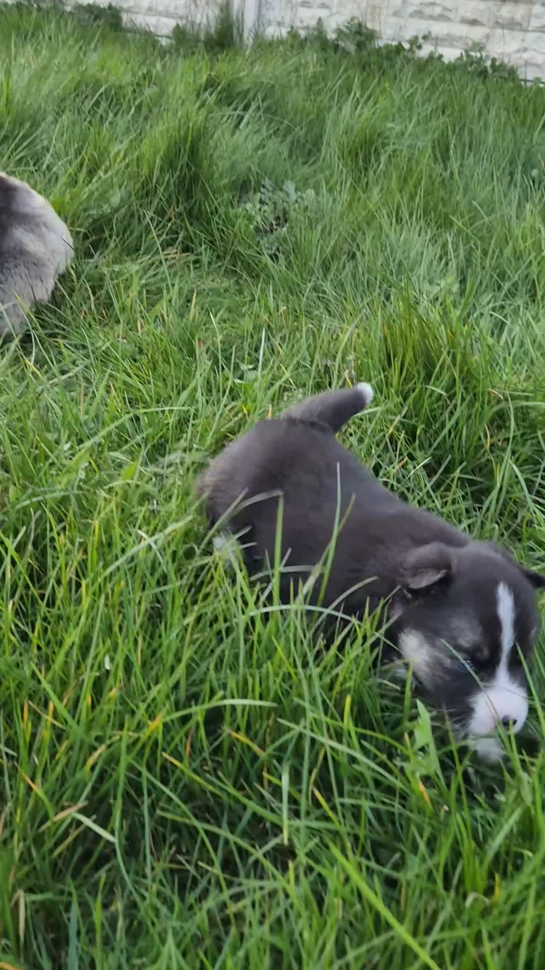 Pomsky dogs for sale: F3 Pomsky Puppies | 5⭐ Licensed | BVA Tested - Video 2