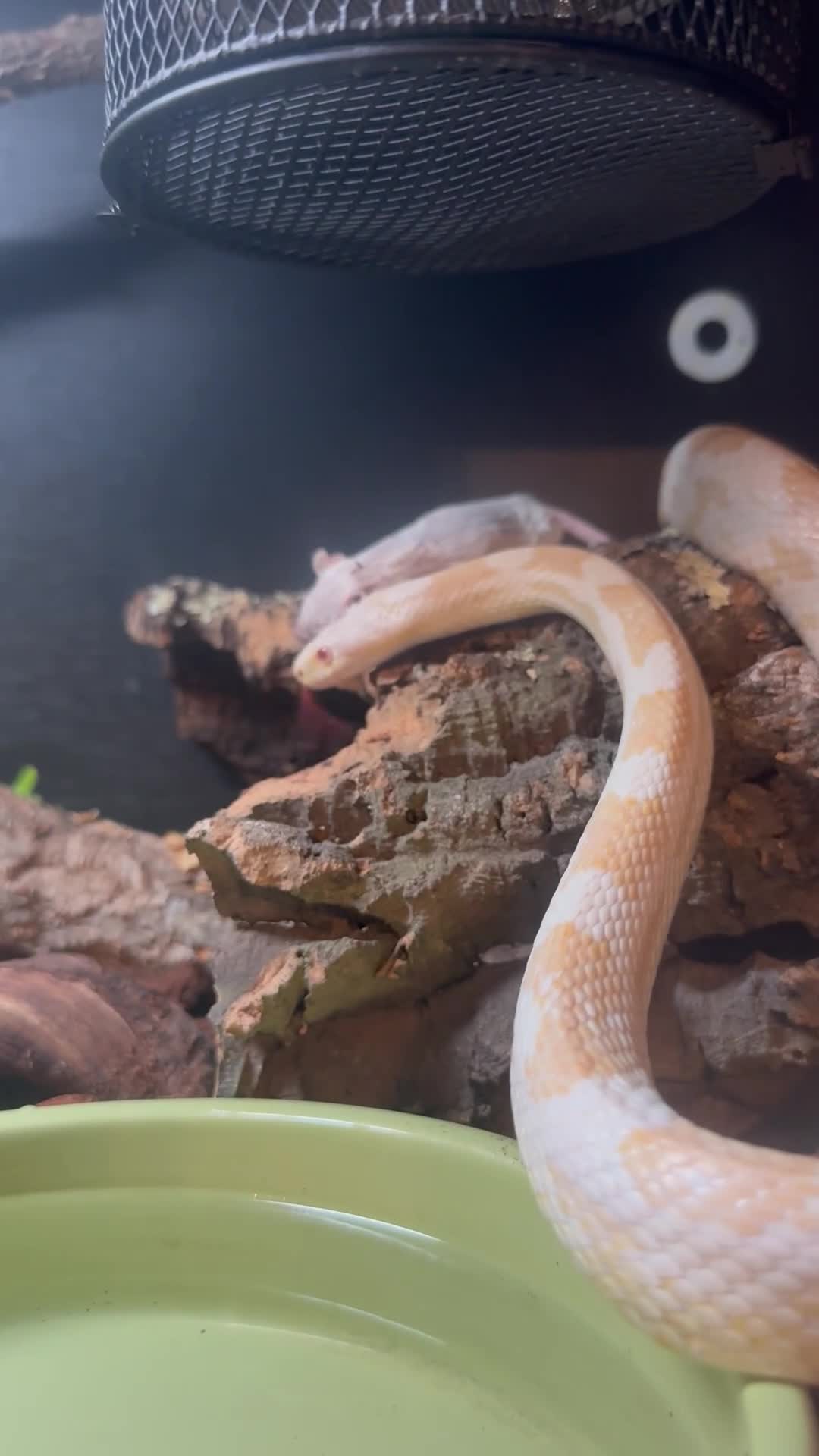Corn Snake reptiles for sale: Snow Corn snake  - Video 1