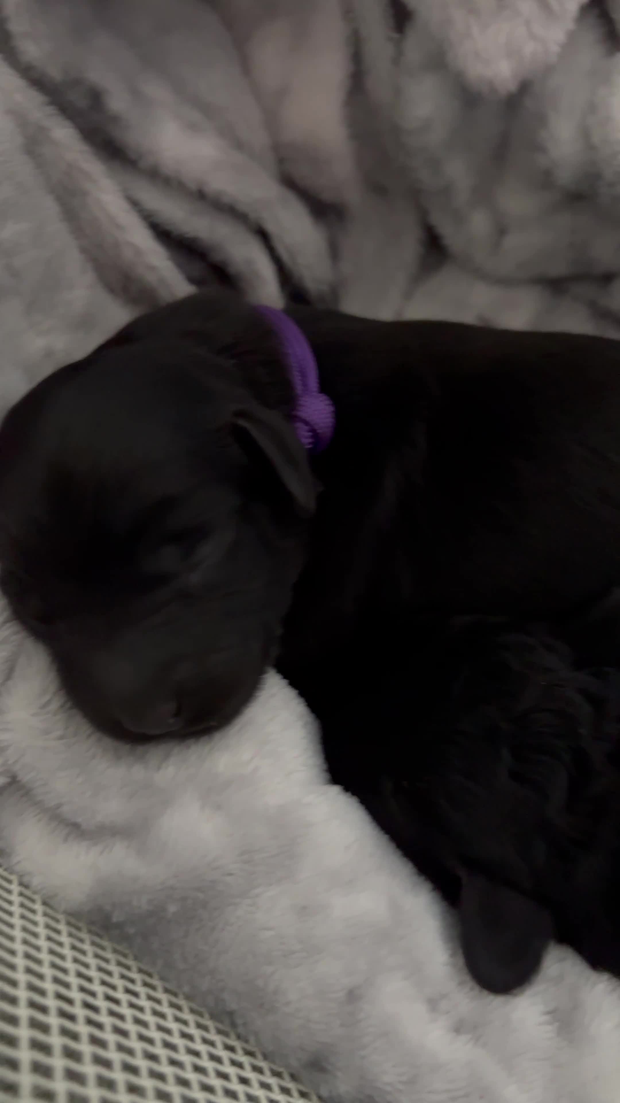 Labradoodle dogs for sale: Beautiful black F2 Labradoodles in Crewe in Crewe - Video 1