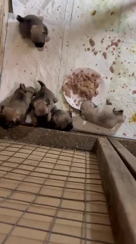 Mixed Breed dogs for sale: Beautiful puppies ready now  - Video 4